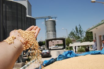 Son yılların en verimli hasat dönemi yaşandı