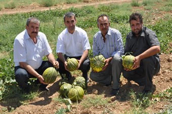 Hacıbekir kavunu Şereflikoçhisar adına tescillenecek