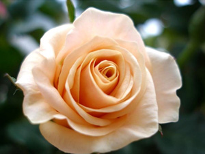 Bayramdan önce ödenen fıtır makbuldür