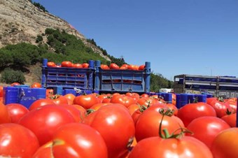 Tarlada domates ne kadar?