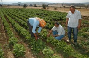 Çiftçi hasattan memnun, taban fiyattan şikâyetçi