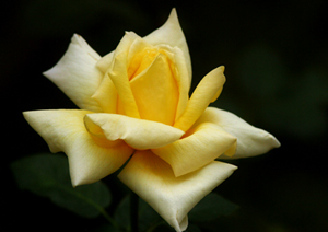 Eğleneceğiniz iki gün Ramazan ve Kurban Bayramıdır