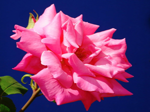 Bayramda dışarıya çıkın ki, rahmet size dokunsun