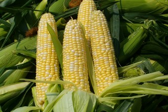 TZOB: TMO mısır fiyatını mağdur etmeyecek şekilde belirlemeli