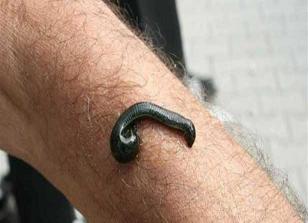 Dünyanın sülüğü Türkiye'den