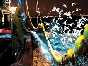 Su Ürünleri Av Yasağı 1 Nisan'dan Başlıyor