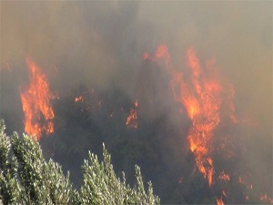 2013 yılındaki yangınlarda 11 bin 600 hektar alanı kaybettik