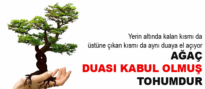 Ağaç, duası kabul olmuş tohumdur