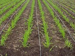 Güneydoğu çiftçisine enerji müjdesi