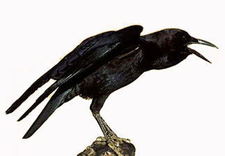 Said Nursi okuluna itiraza kargalar da gülecek!