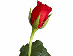 Utanmak da imanın dallarından biridir