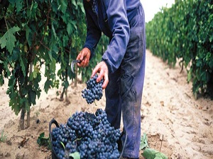 Türk üzümüne hastalık şoku!