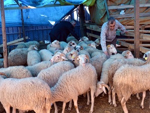Bayramda kurban fiyatları ne kadar olacak?