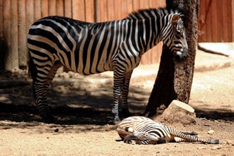 Türkiye'nin ilk zebra yavrusu doğdu