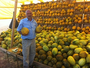 Karpuz bu yıl çiftçinin yüzünü güldürdü