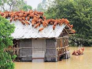 Sel sularına kapılmamak için kümesin çatısına çıktılar