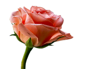 Kendisine musibet gelen müslüman bunu derse