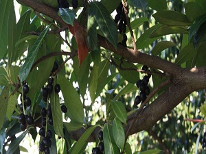 Karayemiş koruma altına alındı