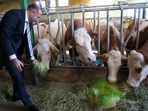 Türkiye Kırmızı Et Üreticileri Başkanı: Kırmızı et sıkıntımız yok
