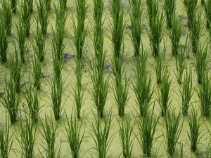 Edirne’de çeltik hasadı başladı