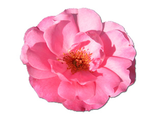 O âlim, kendini ibadet vermiş bin kişiden daha hayırlıdır