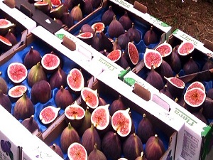 Kabızlık sorununa karşı Aydın inciri