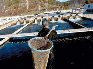 Alabalık üretimi 2014'te azalacak