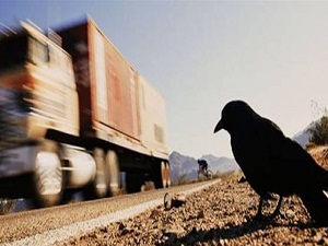 Kuşlar araçların kaç km hız yaptığını biliyor!