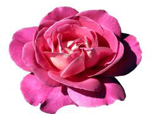 Müslüman, hakkını alma uğrunda öldürülürse şehittir