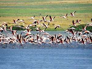 Vangölü havzası Türkiye’deki kuş türünün yarısına ev sahipliği yapıyor
