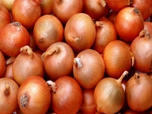 Soğanda hasat zamanı