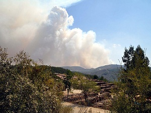 Son 4 yılda en çok orman alanı 2012'de yandı