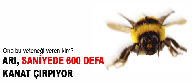 Arı saniyede 600 defa kanat çırpıyor