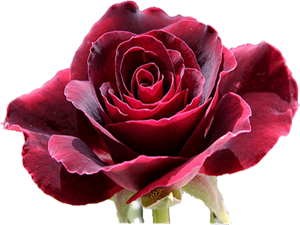 Namazdan sonra zikirleri okuyan zarara uğramaz