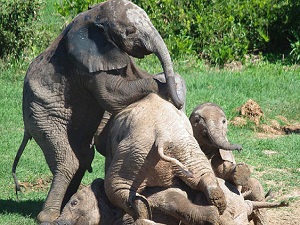 Altta kalanın canı çıkıyordu!