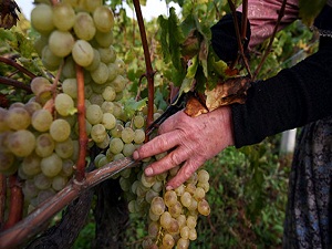‘Bağ alanları korunsaydı dünyada ikinci olurduk’
