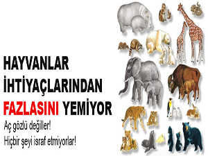 Hayvanlar ihtiyaçlarından fazlasını yemiyor
