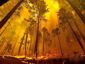 Orman yangınlarıyla mücadelede dünya lideriyiz