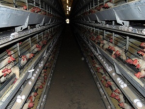 Türkiye hayvancılıkta kanatlandı