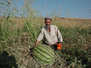 Festival de olmasa Diyarbakır karpuzu tarihe karışacak
