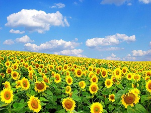 TZOB: Ülkemize ayçiçeği ve pamuk istilası önlenmeli