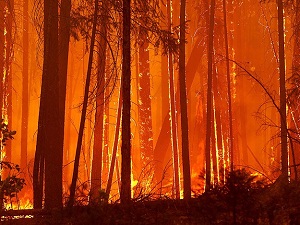 Yosemite Milli Parkı'ndaki yangın büyüyor