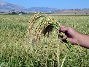 Hububat üretimi hız kazandı