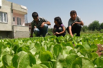 Batman'da çiftçiler çilekten sonra marul üretimine de başladı