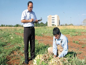 Tarlayı iyi çapala stajı rahat geç
