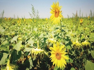 Verimli sulamada 'Örnek Kasaba'