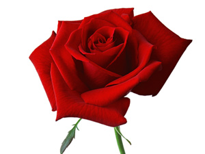 Amellerin en üstünü şudur