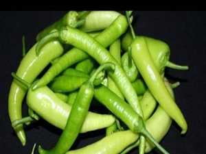 Gaziantep'te biber hasadı başladı