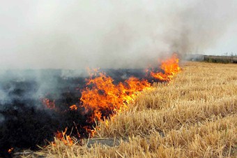 Anız yakanlara 5 yıl destek primi verilmeyecek