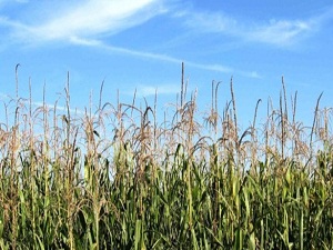 Üreticinin yüzü güldü